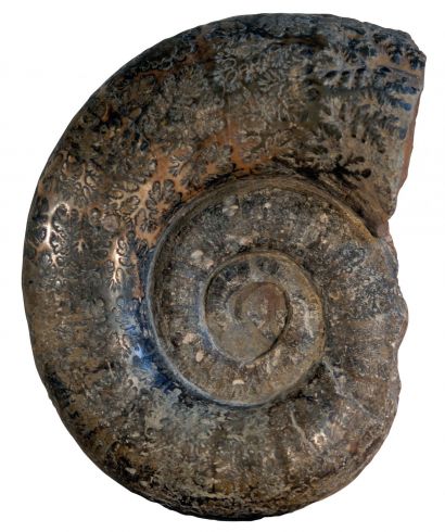 Un fossile d'ammonite imposant 