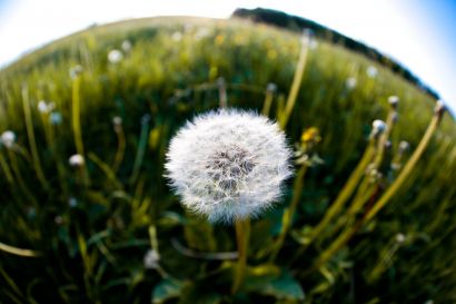 Fleur de pissenlit dans une prairie