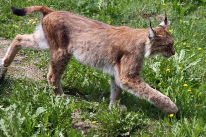 Lynx boréal d'un zoo suédois
