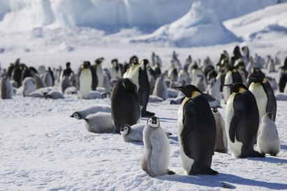 Manchots empereurs dans l'Antarctique