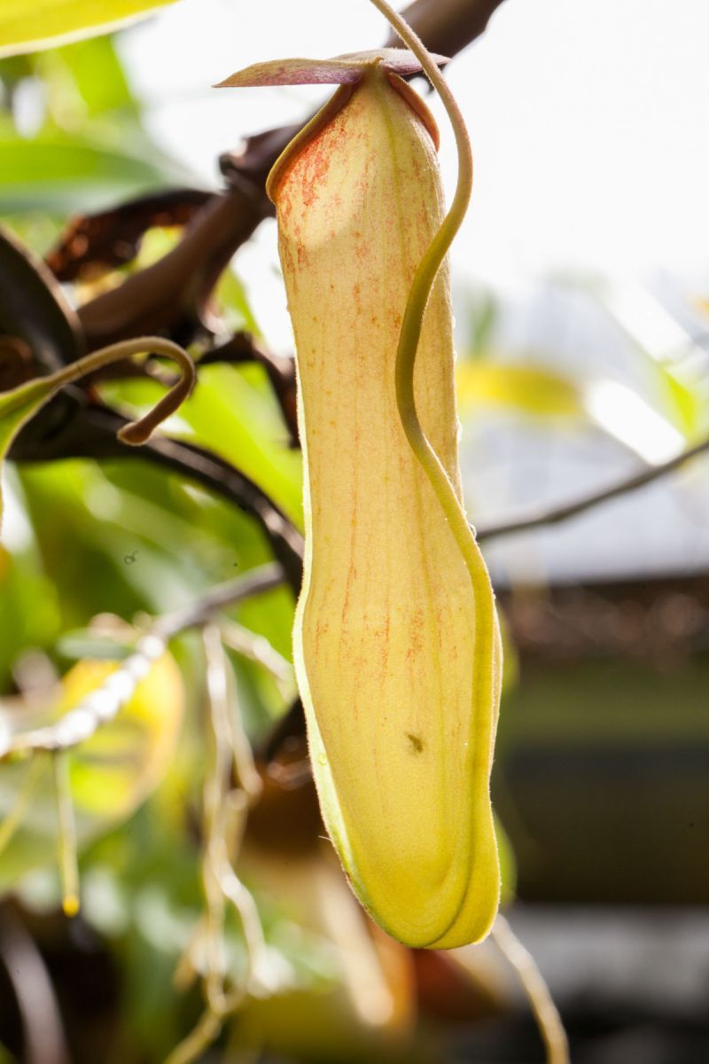 Nepenthes