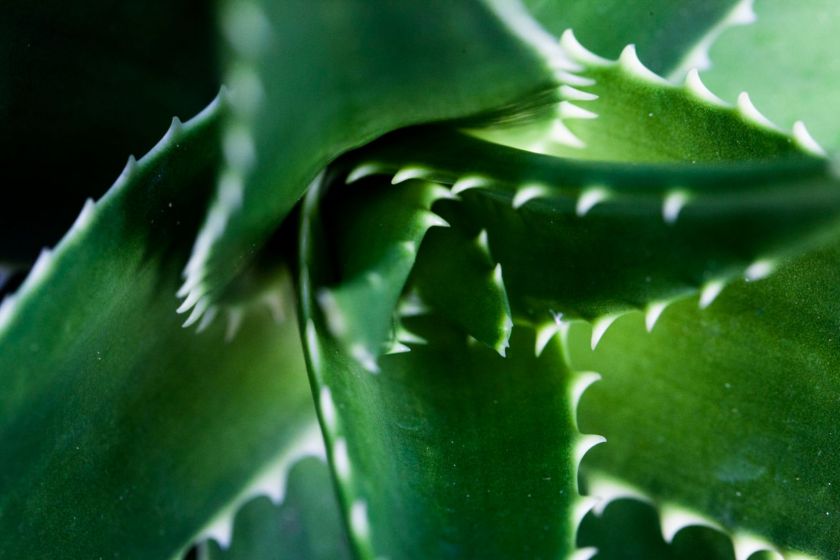 Agave en gros plan.