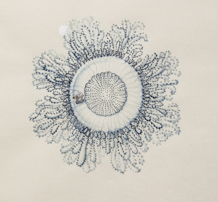 Siphonophore par Laure Tixier. Une aquarelle évoquant une gravure et u animal en forme de méduse.