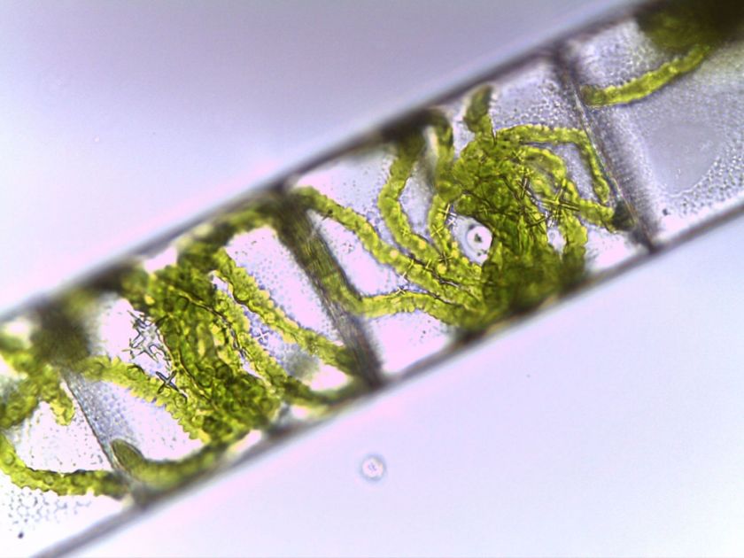 Spirogyra au microscope.