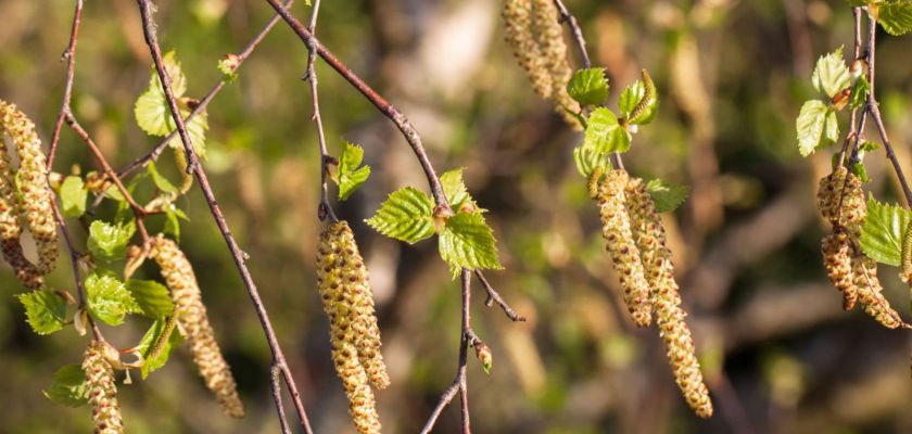 Chatons et feuilles de bouleau