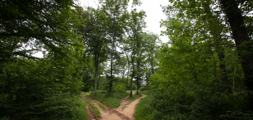 Vue d'un chemin dans la forêt de Chailluz