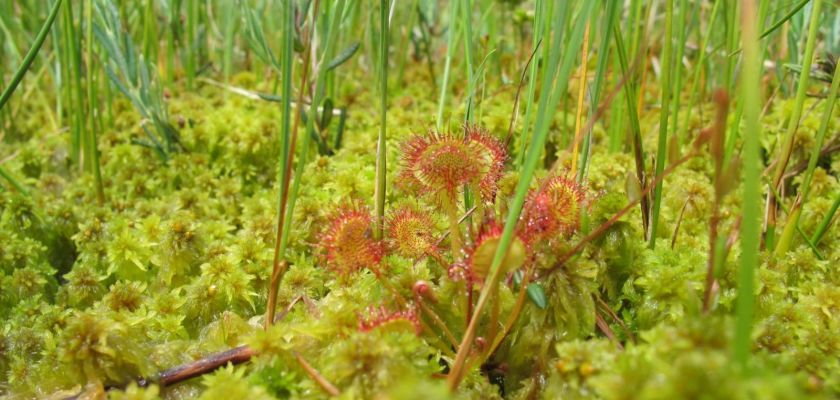 Sphaigne et plantes carnivores.