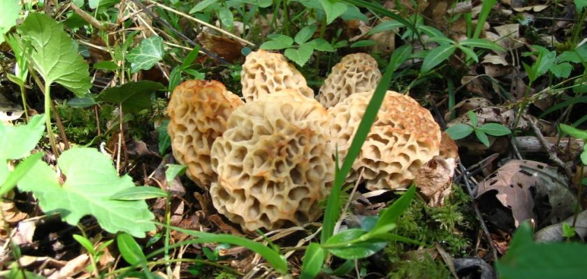 plusieurs morilles blondes