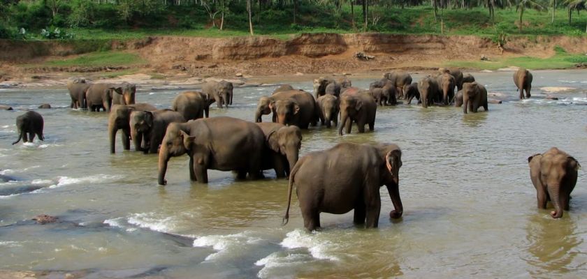 Plusieurs éléphants d'Asie dans un lac.