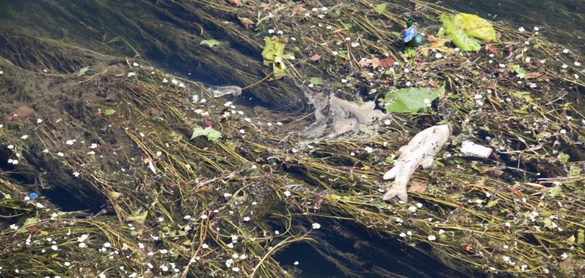 Un poisson mort, des algues et des déchets sur une rivière.