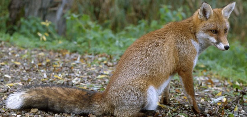 Renard