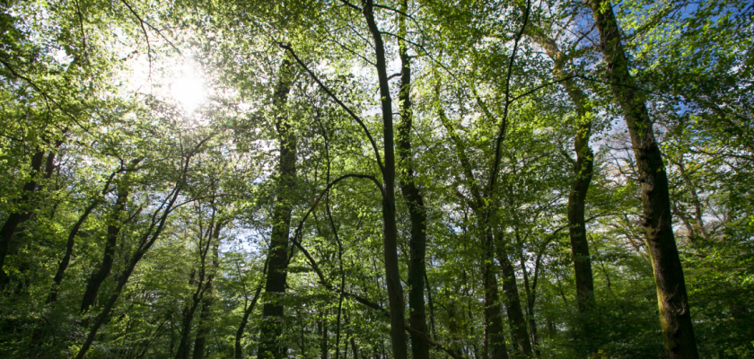 Une forêt