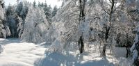 Des arbres sous la neige. Paysage de la vallée de la Brévine.