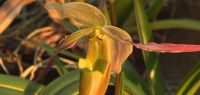 Orchidée de Guyane