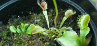 Plante carnivore au Jardin botanique de Besançon