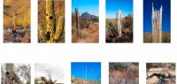 cactus mourant dans le désert