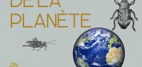 insectes et globe terrestre