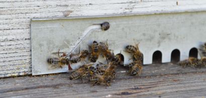 Abeilles devant leur ruche