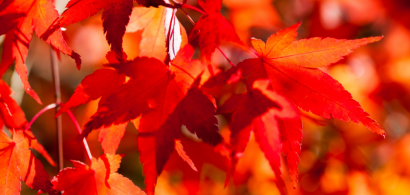 Feuilles d'érable à l'automne