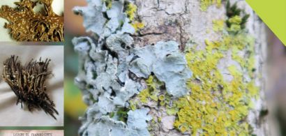 photos et noms de lichens 