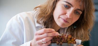 Geneviève Chiapusio examine une plante.