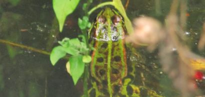 sauvetage-amphibiens-gnufc