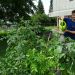 Un étudiant arrose les plants de légumes